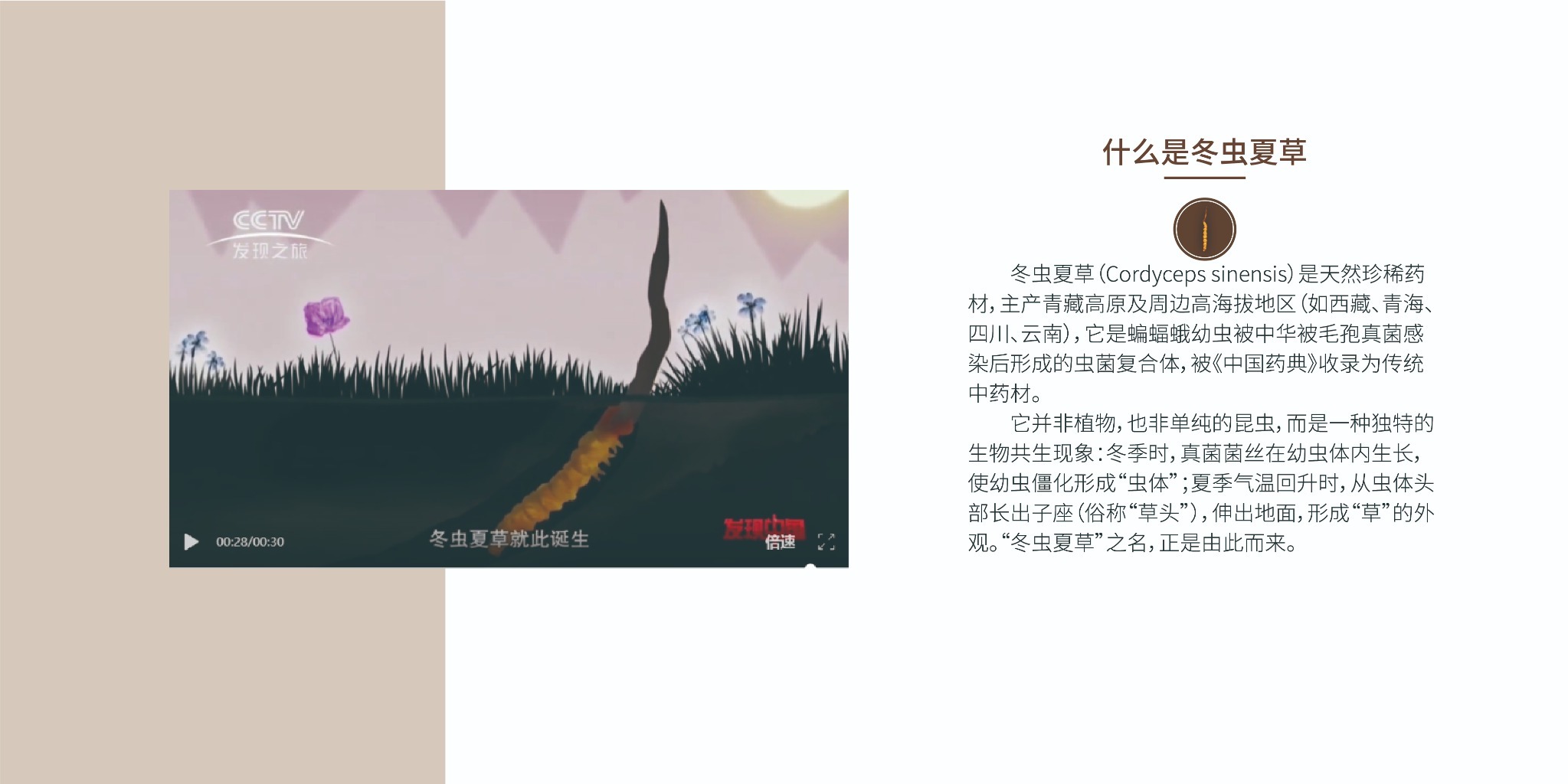 什么是冬虫夏草