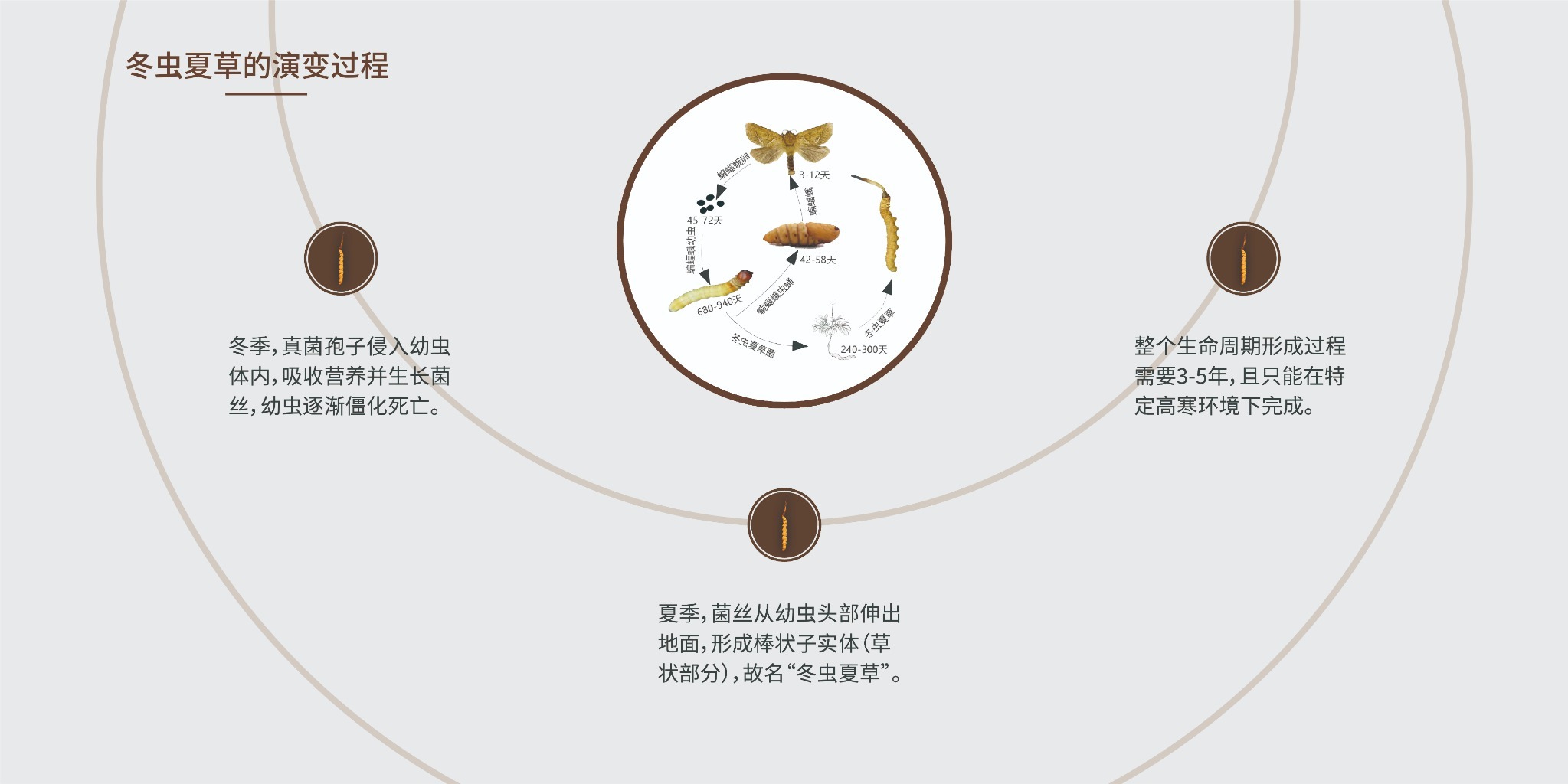 冬虫夏草的演变过程