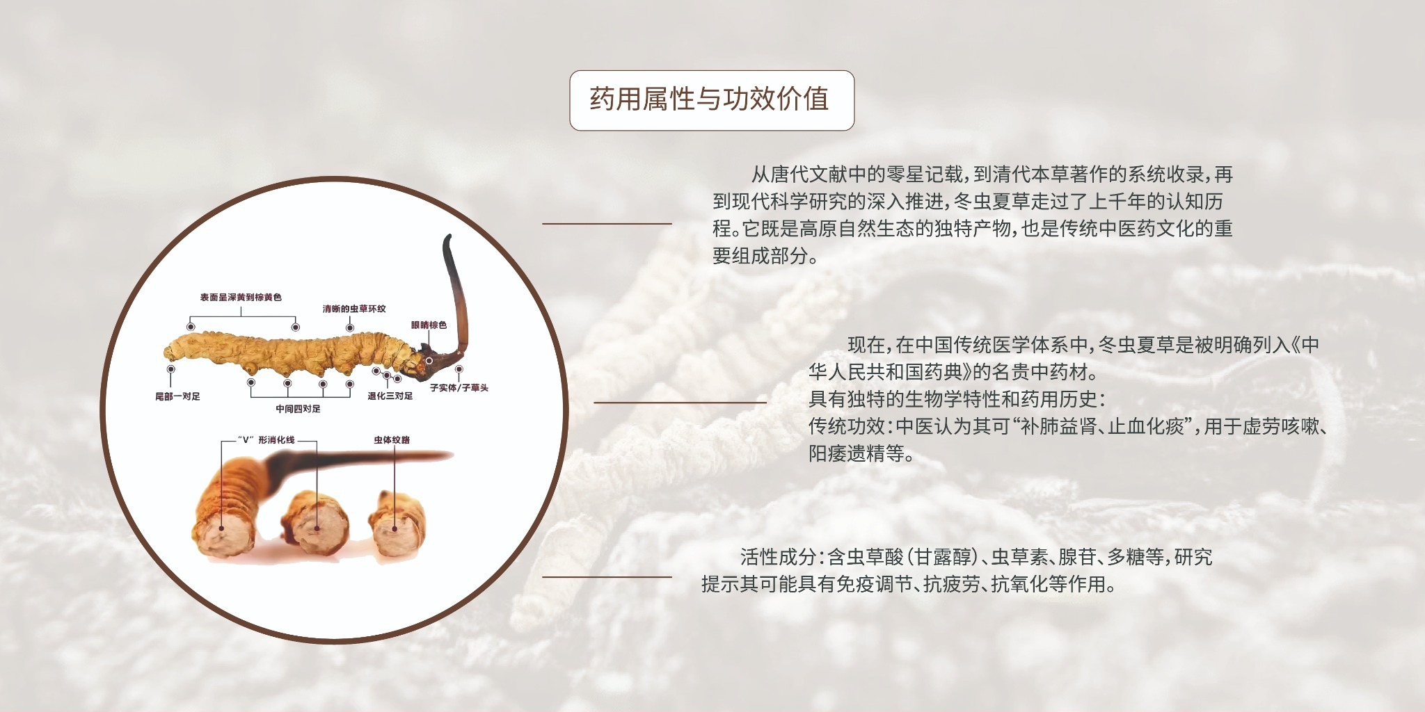 药用属性与功效价值